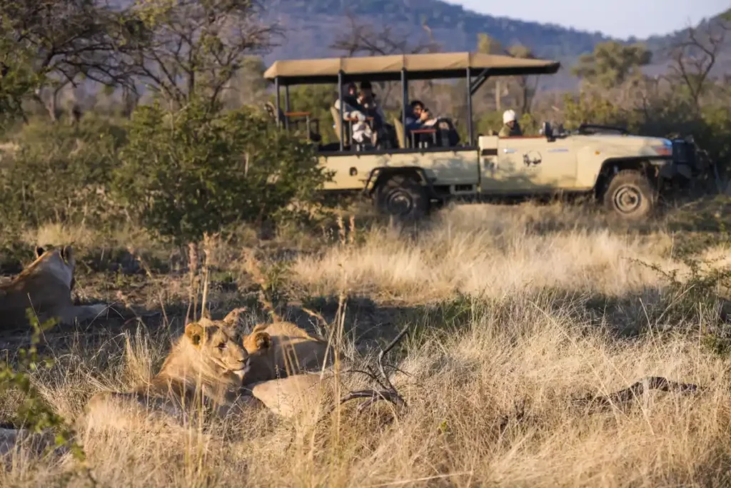 Guests in a game viewing vehicle admire a pride of lions relaxing in the bush.